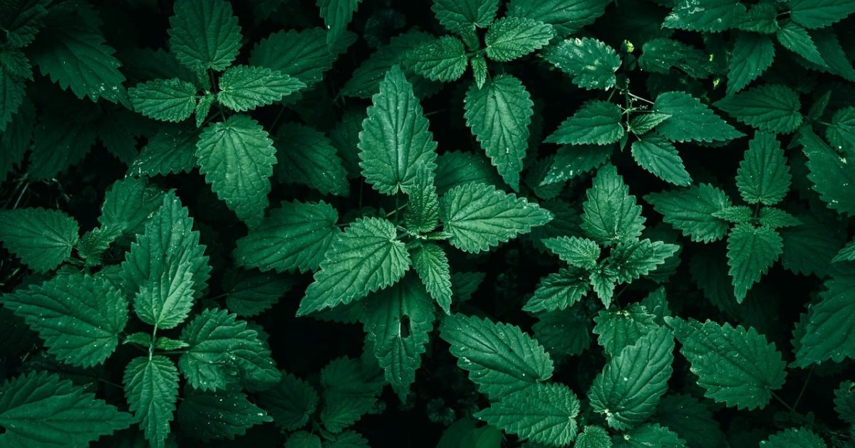 v66体育 App 数据看板界面截图，深色背景下排列着实时比分卡片、赛程进度条与折线趋势图，霓虹绿高亮数字在暗色面板上格外醒目